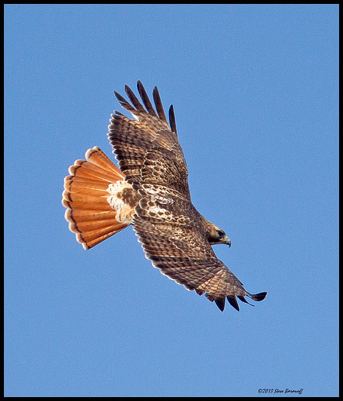_4SB5771 red-tailed hawk.jpg
